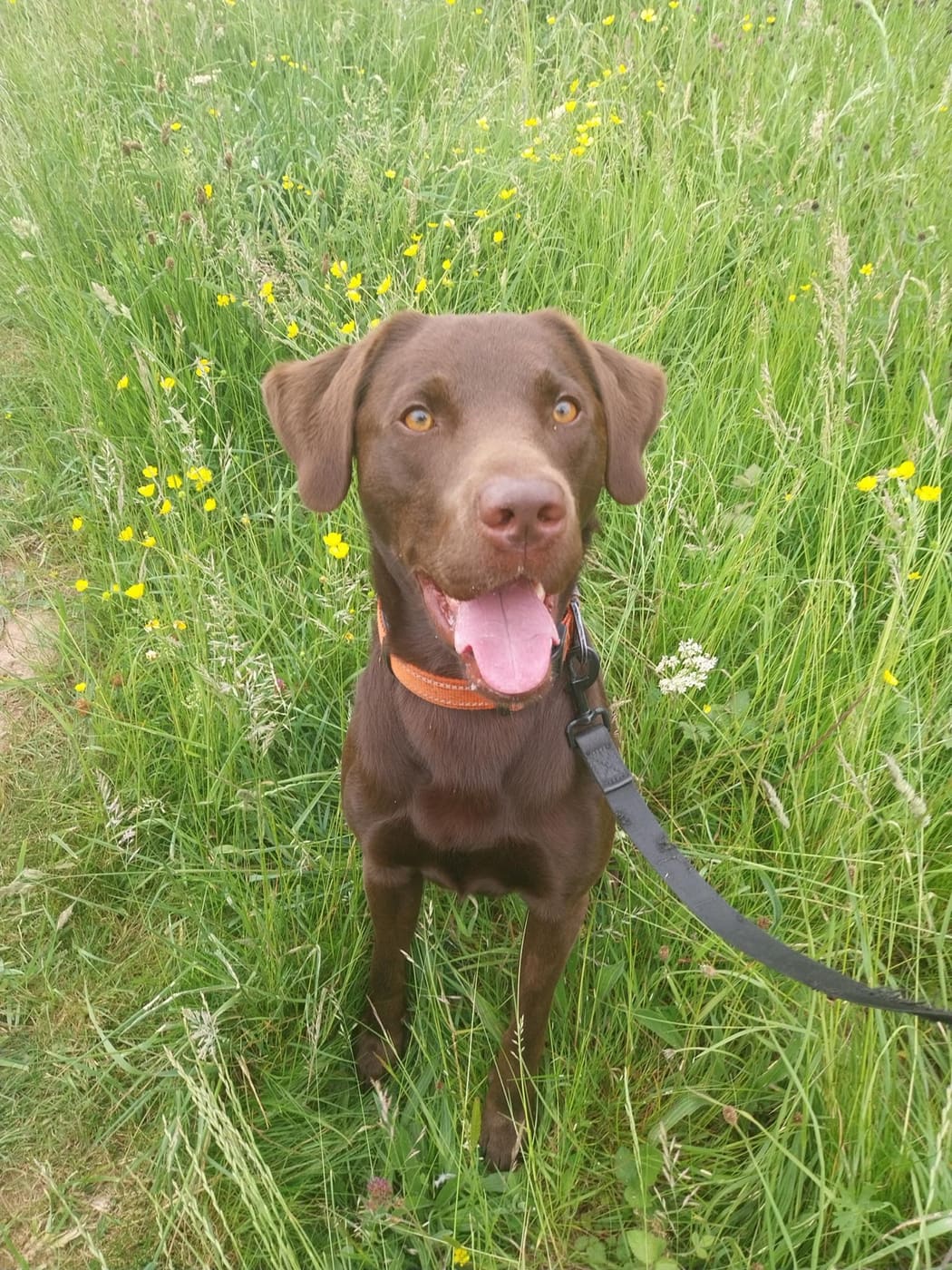 Barney the chocolate Labrador sitting happily in a wildflower meadow