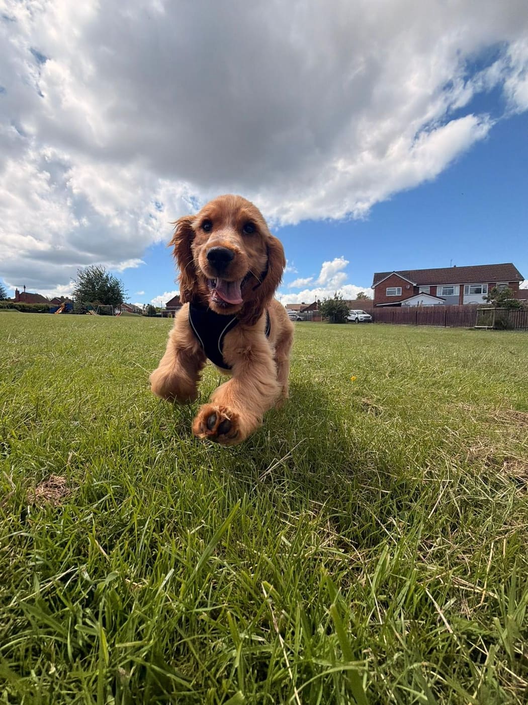 Ernie the spaniel bounding happily across the grass