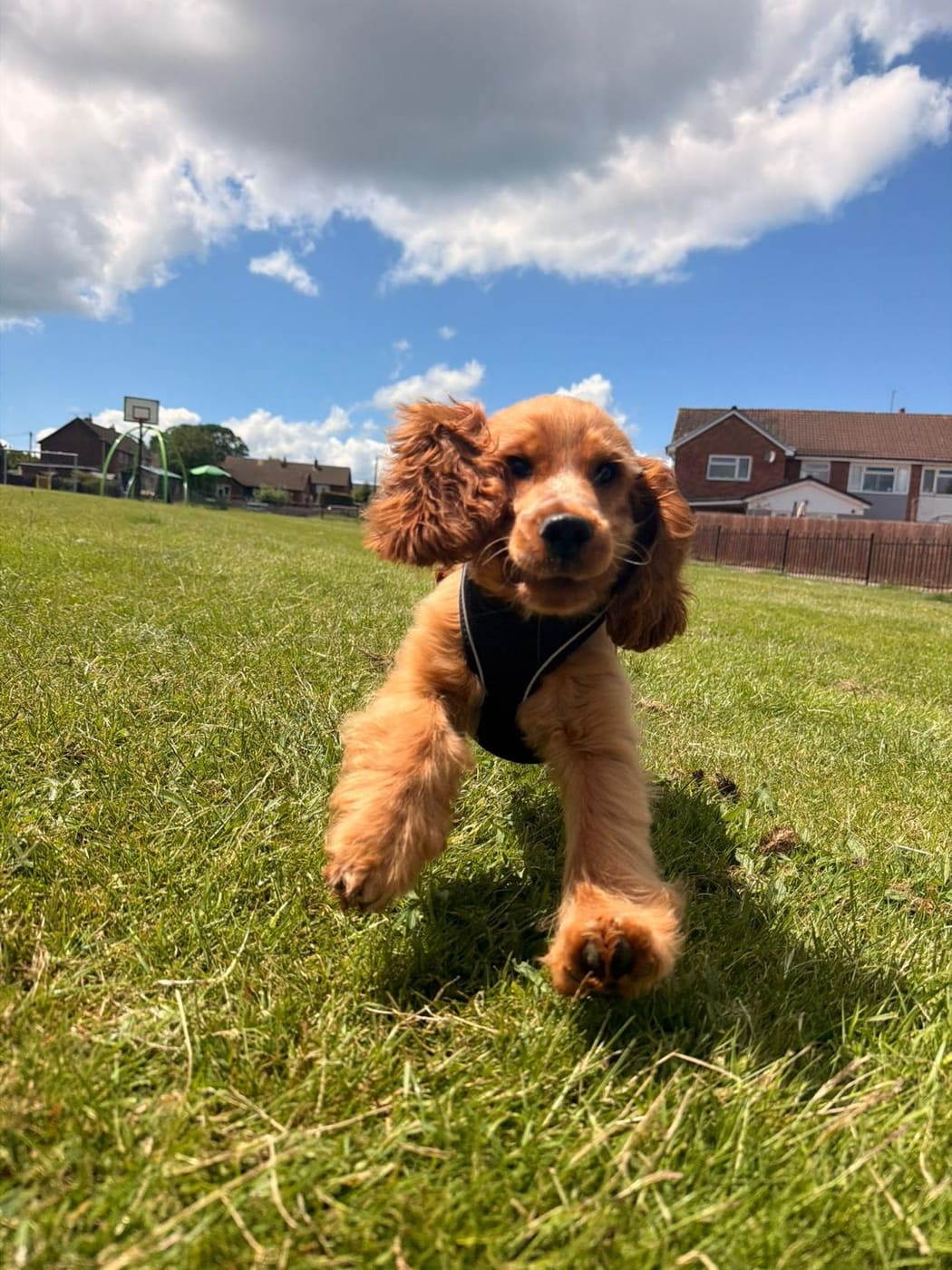 Ernie the spaniel bounding across the grass on a sunny walk