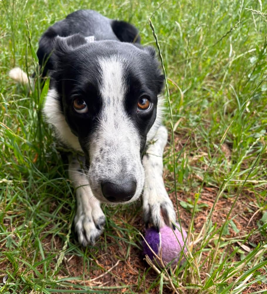 Pepsi the black and white dog lying in long grass with a purple ball