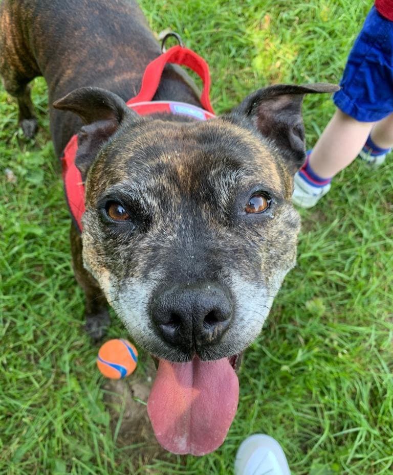 Ruby the brindle dog smiling in the grass with a ball nearby