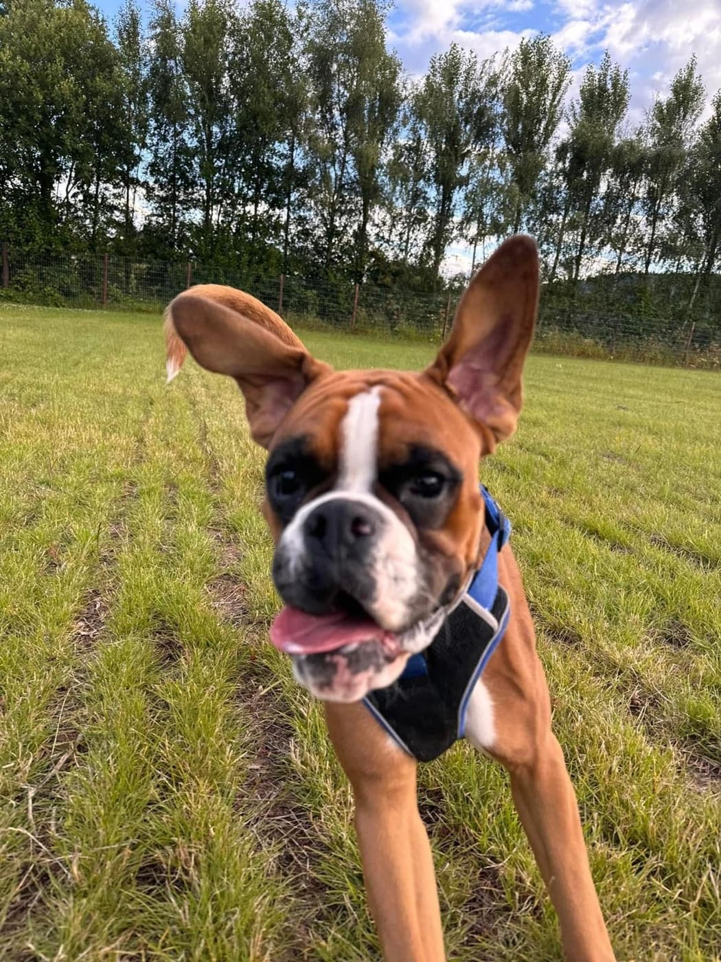 Woody the boxer bounding towards the camera with his ears in the air