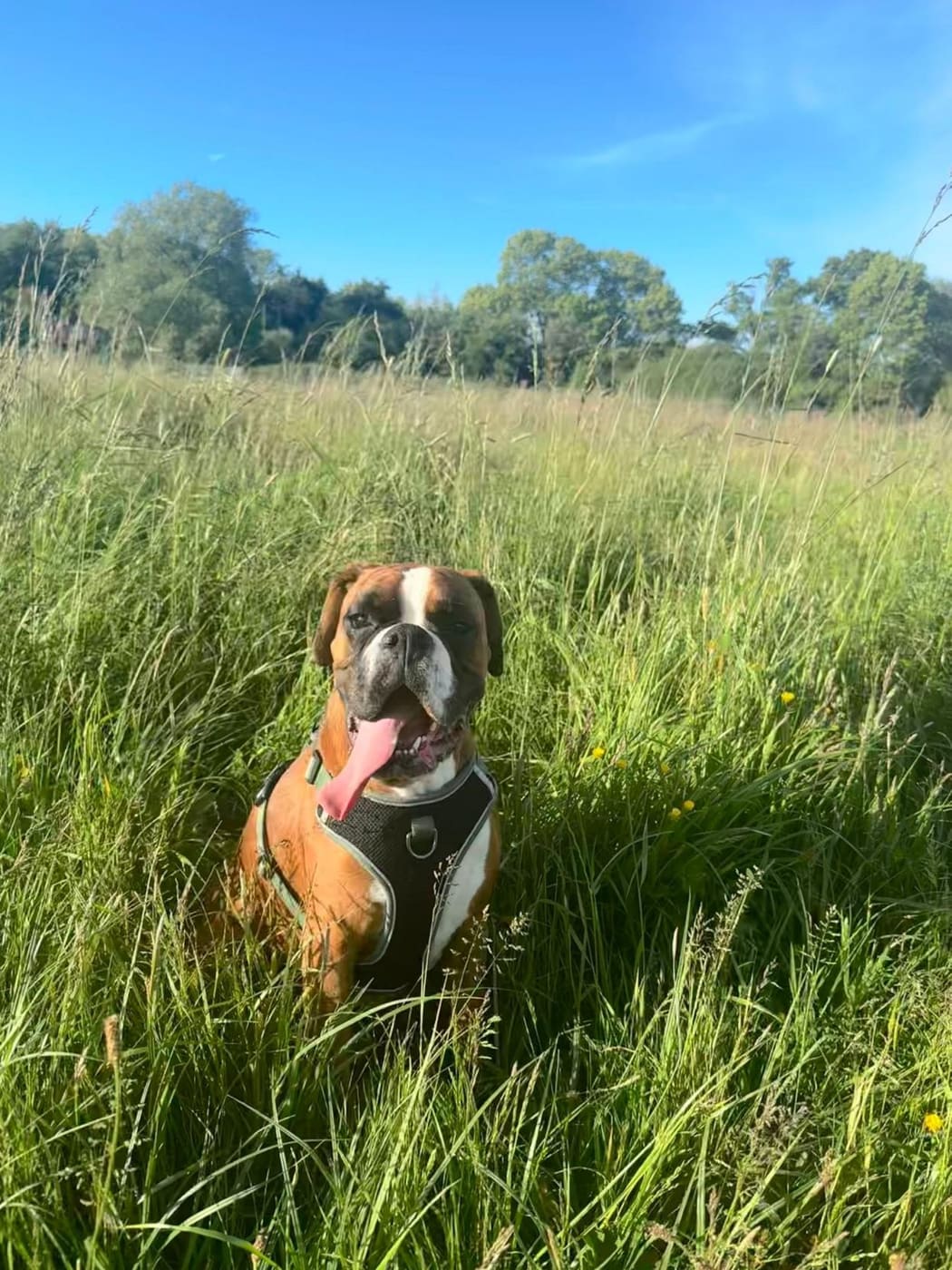 Woody the boxer sitting happily in a sunny meadow